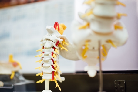 medical spine model