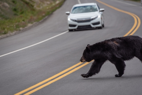 Bear crossing street in front of a car